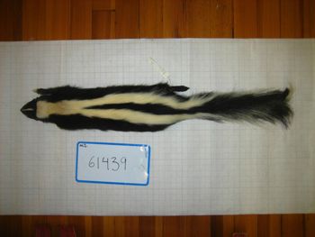 Media type: image;   Mammalogy 61439